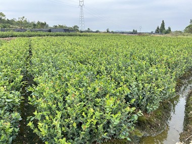 油茶苗 油茶苗