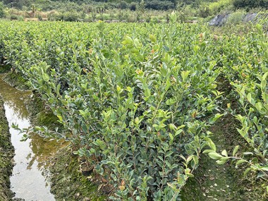 油茶苗 油茶苗