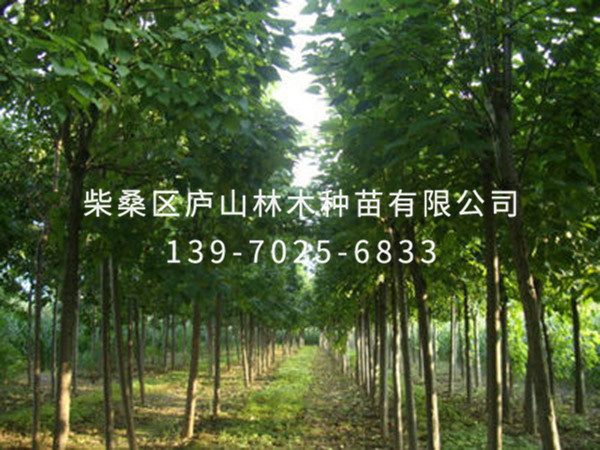 楸樹(shù)