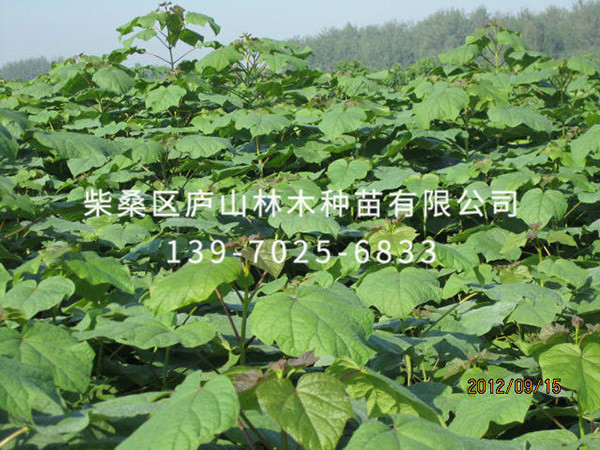 楸樹(shù)
