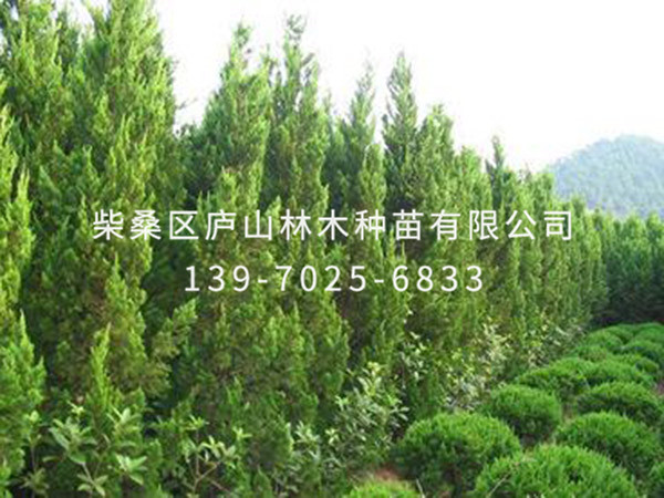 龍柏樹(shù)