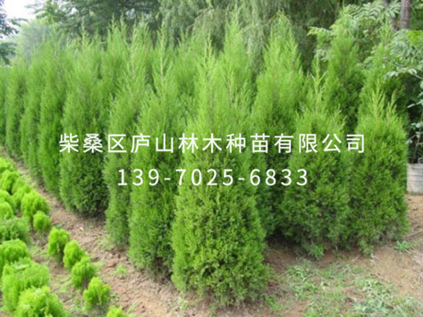 龍柏樹(shù)