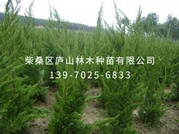 龍柏樹(shù)