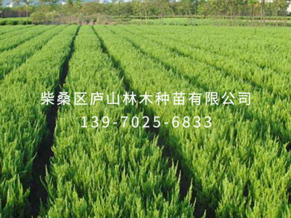 龍柏樹(shù)
