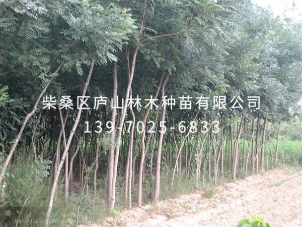 國槐樹(shù)