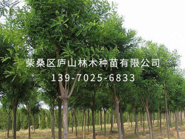 國槐樹(shù)