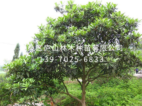 枇杷樹(shù)