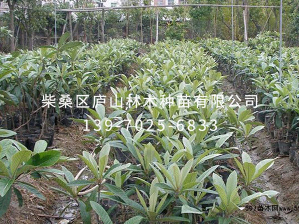 枇杷樹(shù)
