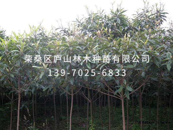 枇杷樹(shù)