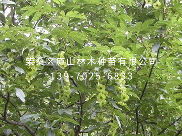 青錢(qián)柳