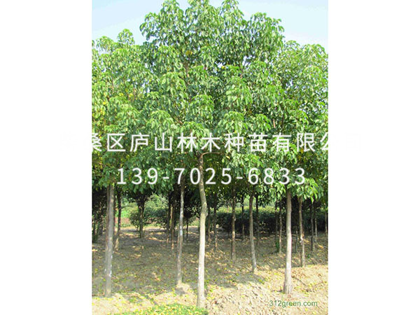 重陽(yáng)木