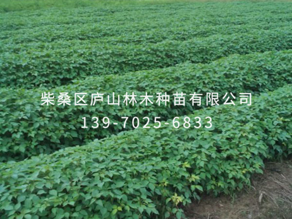 重陽(yáng)木